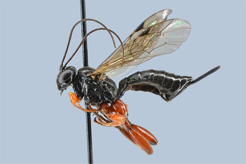 Pimpla spuria